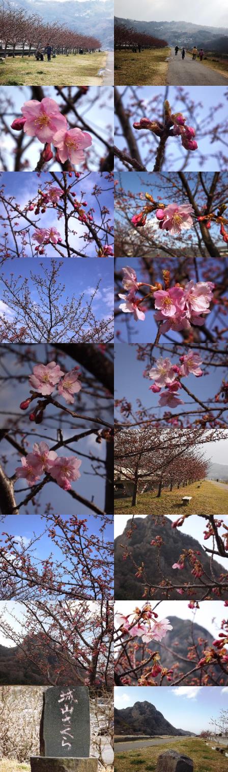 城山さくら開花状況