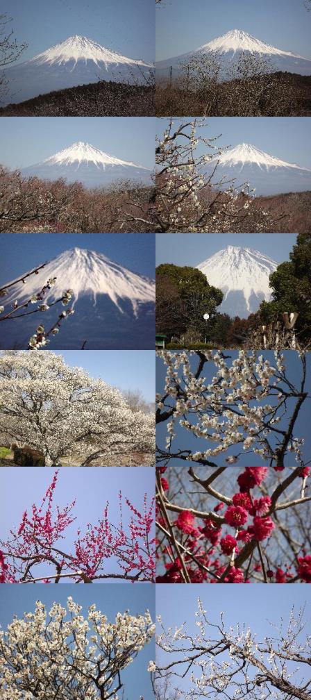 絶景富士&梅満開★岩本山(富士市)