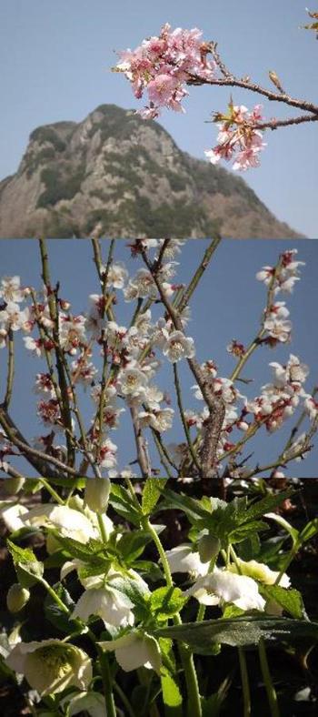 花3題・上から城山さくら,修善寺梅林,クリスマスローズ ✿花3題の映像✿春が通過中