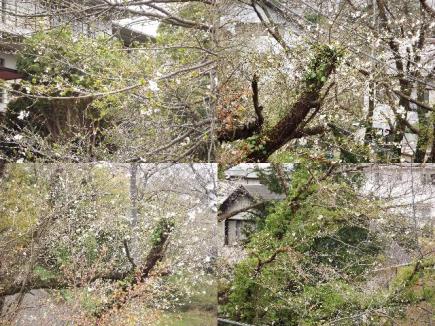 まばら咲きの桜の花 ★まばら咲きの桜★異常陽気の影響?