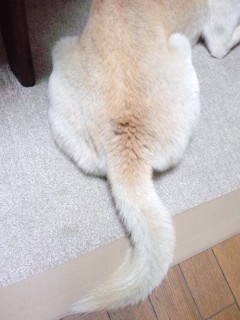 鳥の丸焼き?