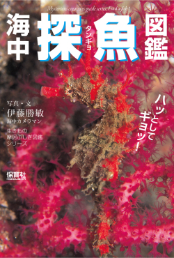 著者 伊藤 勝敏 「海中探魚図鑑」