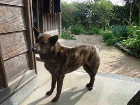 甲斐犬MIXチャコちゃんからの便り
