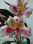 思い出の花