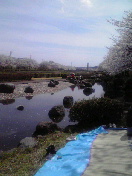 お花見BBQ