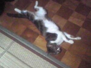 我が家の猫も・・・・・・・・