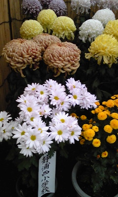 菊華展…沼津御用邸にて