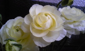 花桃、咲き始めました♪