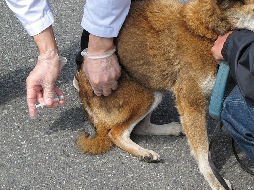 今日は犬の注射の日だった! 今日は犬の注射の日だった!