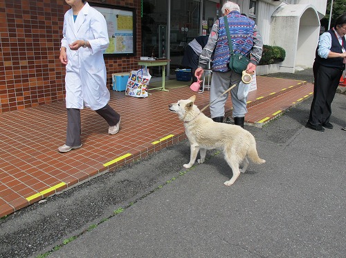 今日は犬の注射の日だった! 今日は犬の注射の日だった!