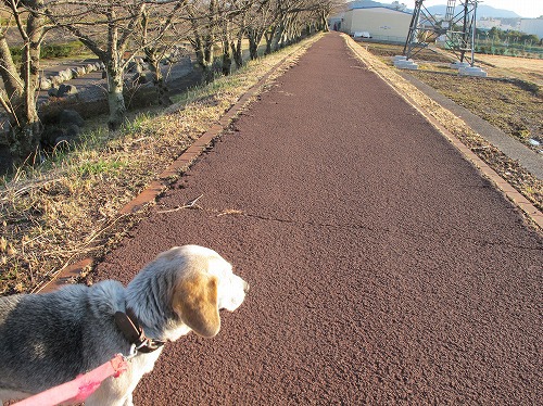歩いてみました。 歩いてみました。