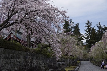 桜・さくら・サクラ 桜・さくら・サクラ