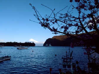 富士山と河津桜の共演