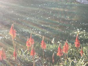 爪生崎の水仙がチラホラと開花し始めております♪