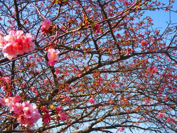 みなみの桜と菜の花まつり　南伊豆町