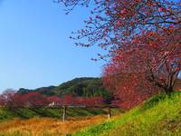 みなみの桜と菜の花まつり　南伊豆町