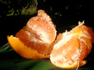 河津特産ポンカンの収穫を始めました! 河津特産ポンカンの収穫を始めました!