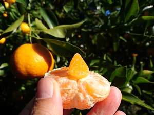 今年も河津特産ポンカンの収穫・販売を始めました! 今年も河津特産ポンカンの収穫・販売を始めました!