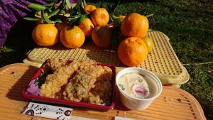 河津特産ポンカンの収穫真っ盛り!!! 河津特産ポンカンの収穫真っ盛り!!!