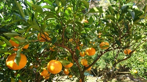 河津特産ポンカンの収穫真っ盛り!!! 河津特産ポンカンの収穫真っ盛り!!!