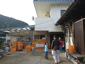 ポンカン採りに来てくれました! ポンカン採りに来てくれました!