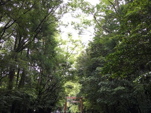 寄り道しながら帰路 寄り道しながら帰路