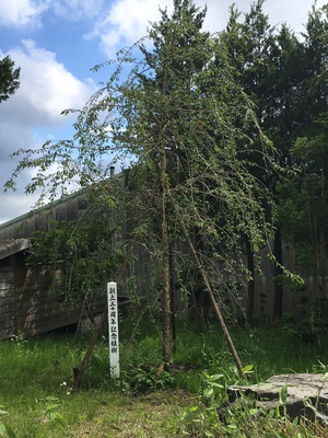 母校へ 母校へ