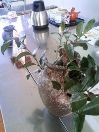 小学校お茶講座のお手伝い
