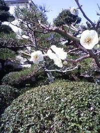 小庭の木