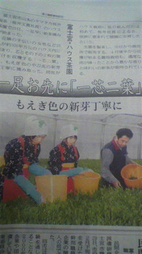 お茶摘みの様子