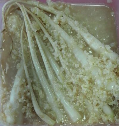 大根のシッポ・・・