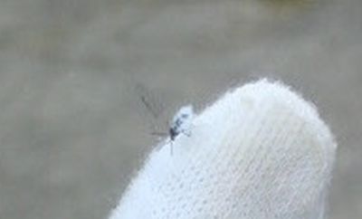 知ってる?しろばんば・・・
