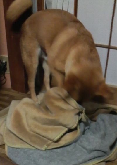 もーっ。。。ボロボロ~(-_-;)