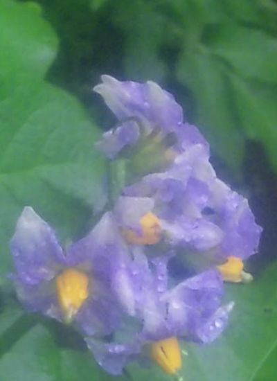 馬鈴薯の花