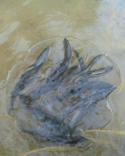 狩野川鮎釣り