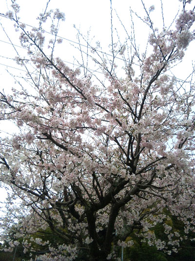 親父の桜