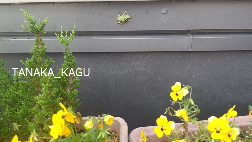カエル日和。