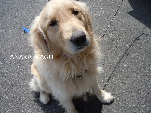 今週のルーカス。