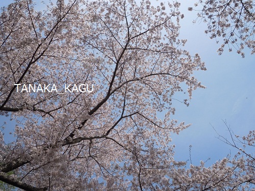 さくら、舞う-春景色5。