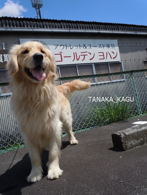 今週のルーカス。