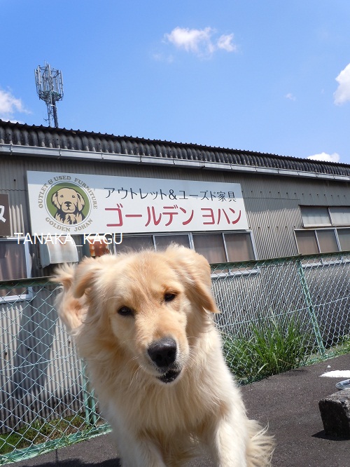 今週のルーカス。