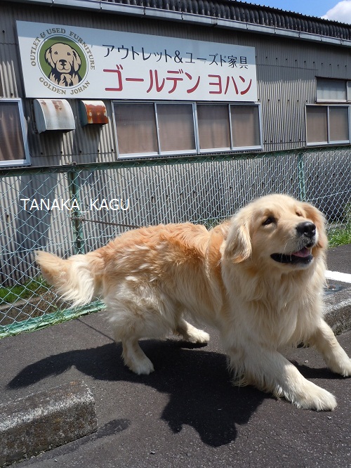今週のルーカス。