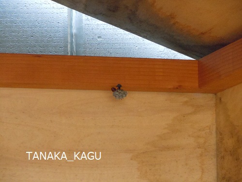 今週のルーカス。