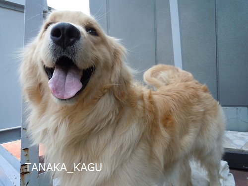 今週のルーカス。