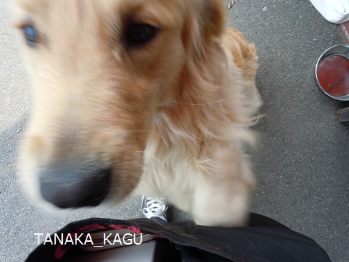 今週のルーカス。