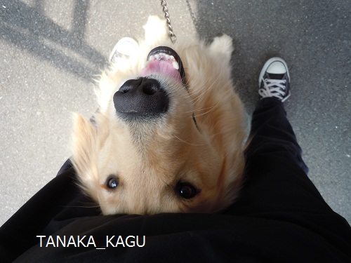 今週のルーカス。