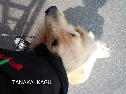 今週のルーカス。