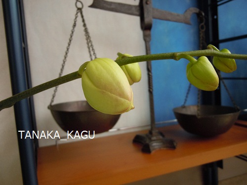 胡蝶蘭の花。