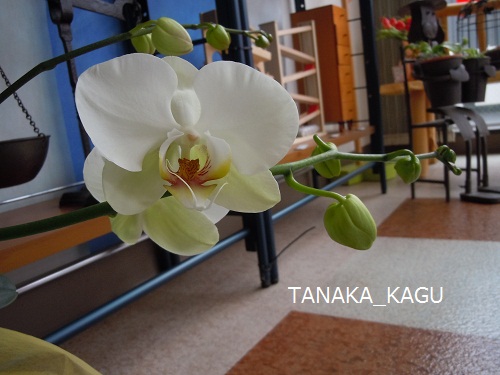 胡蝶蘭の花。