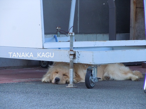 今週のルーカス。
